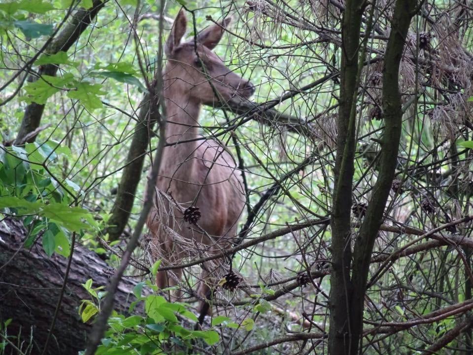 Veluwe Park Reewold Chalet Talisman Putten Εξωτερικό φωτογραφία