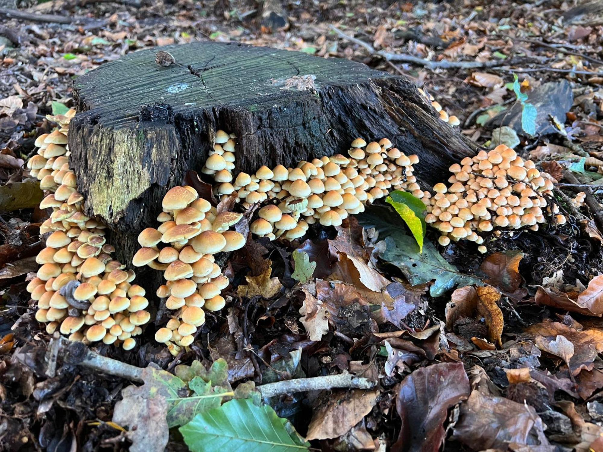 Veluwe Park Reewold Chalet Talisman Putten Εξωτερικό φωτογραφία