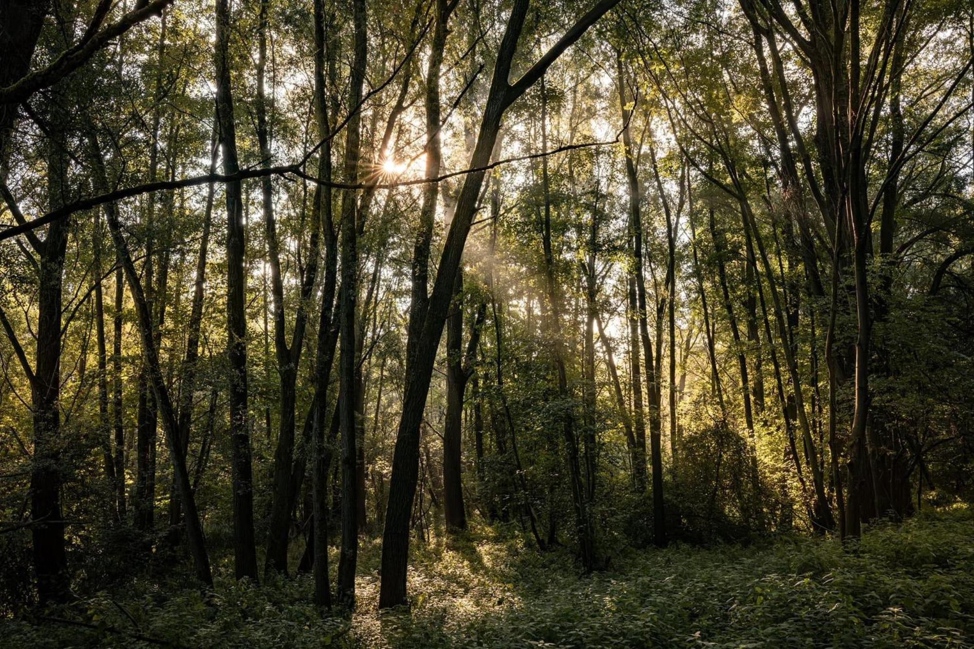 Veluwe Park Reewold Chalet Talisman Putten Εξωτερικό φωτογραφία