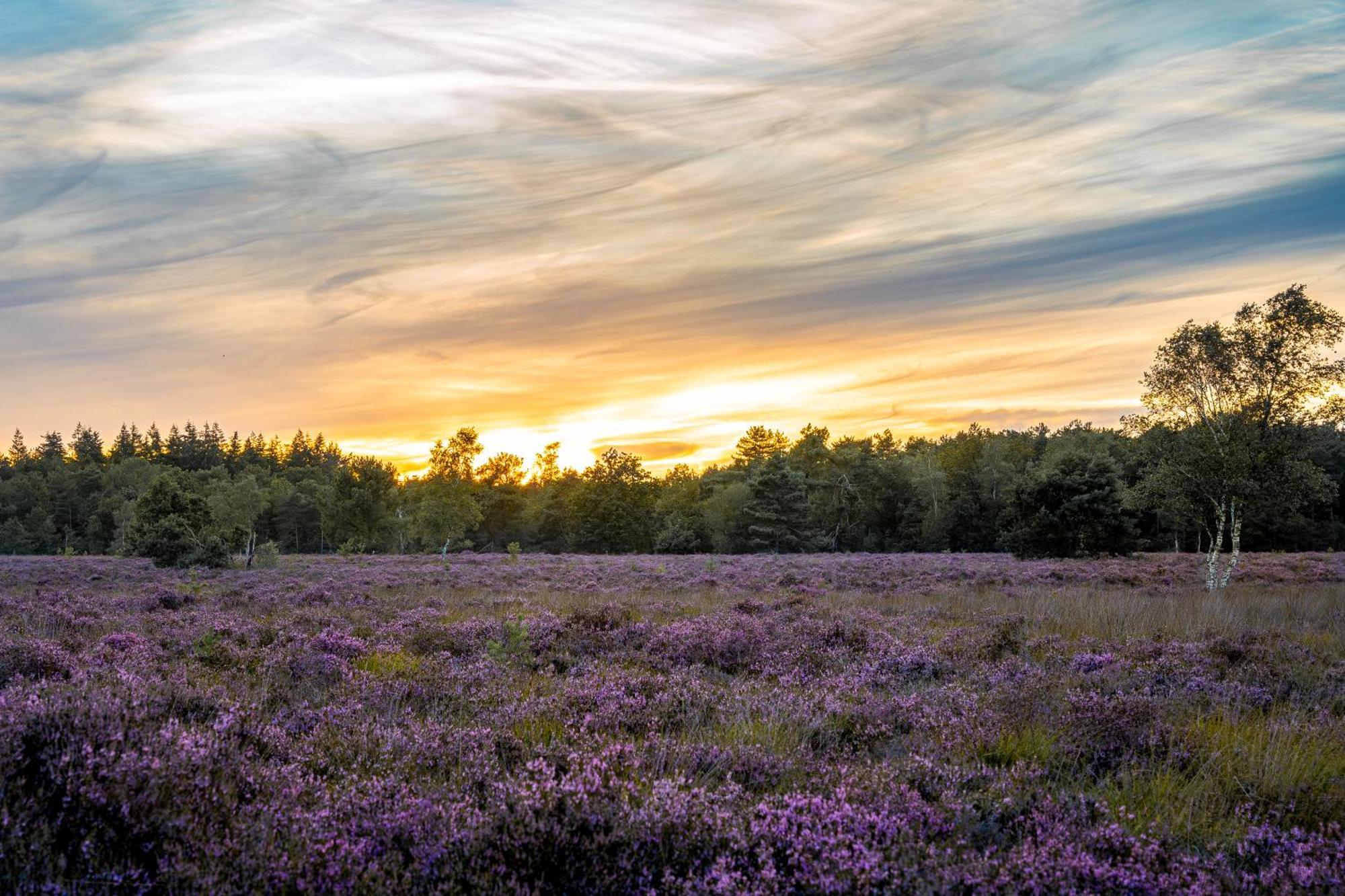 Veluwe Park Reewold Chalet Talisman Putten Εξωτερικό φωτογραφία